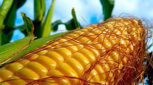 Ученые признали безопасность ГМ-кукурузы