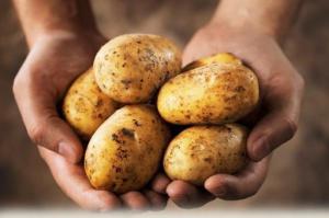 Неожиданно: картофель признали полезным продуктом