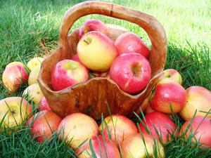 Развеян популярный миф о яблоках